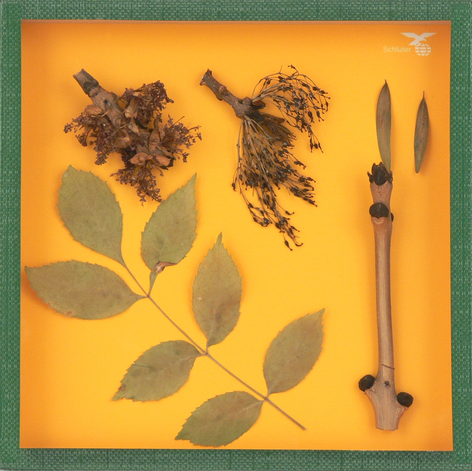 Esche, Schaukasten 17,5x17,5cm