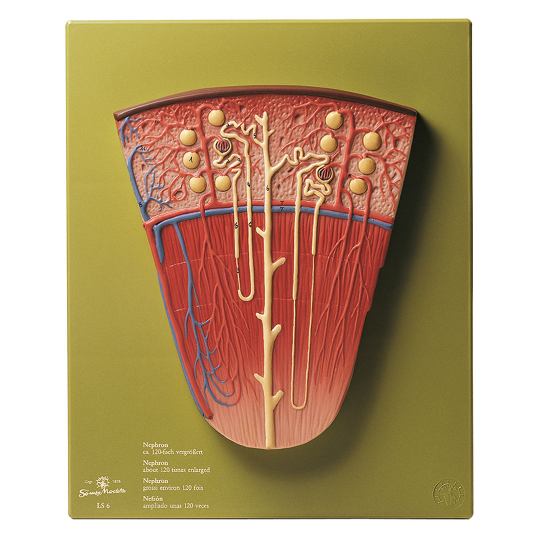 SOMSO® Nephron