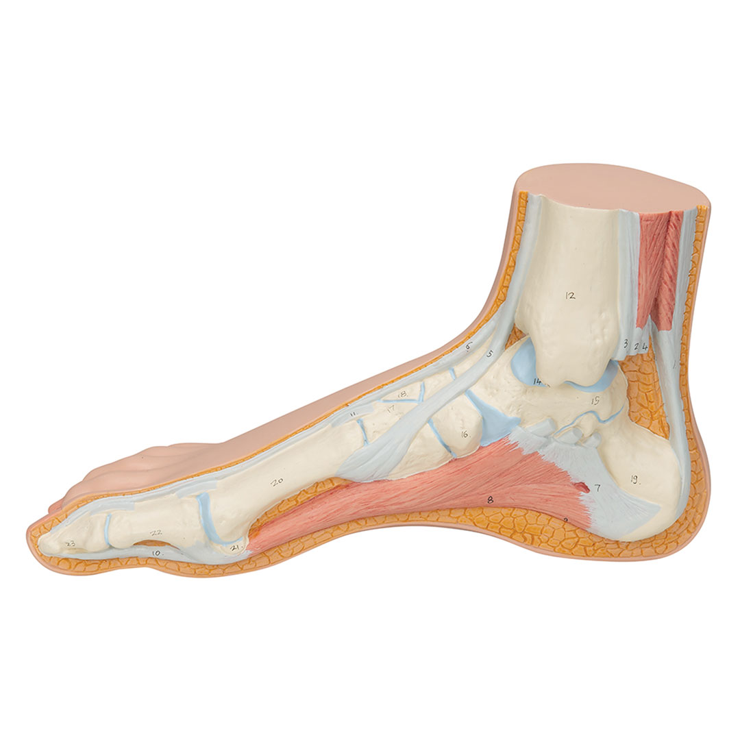 3B SCIENTIFIC Normalfuss, natürl. Grosse (M30)