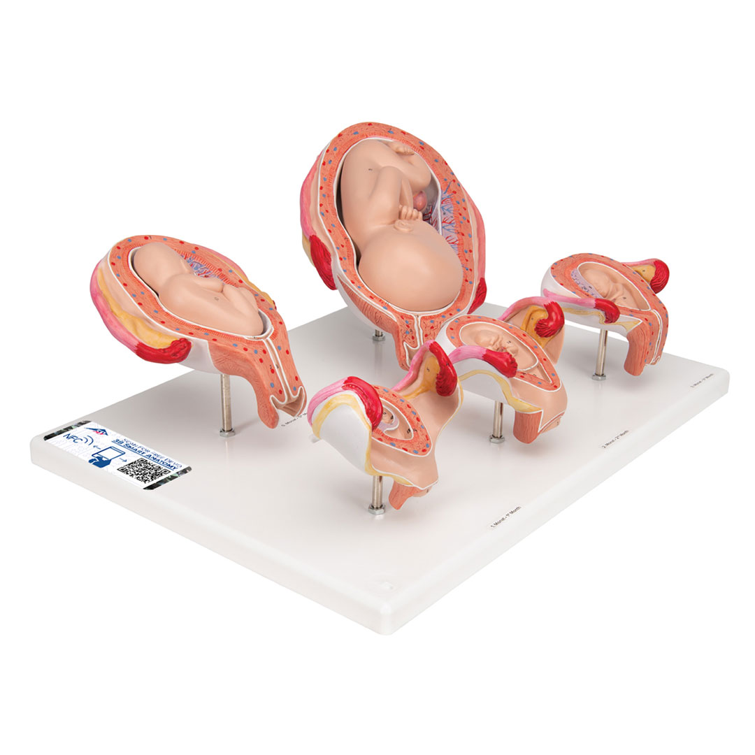 3B SCIENTIFIC Schwangerschaftsserie, nat. Grösse, 5 M. (L11/9)