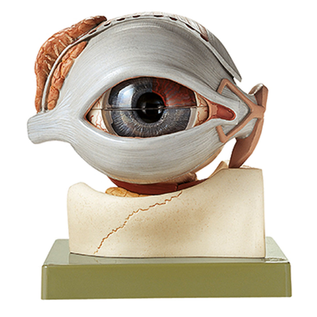 SOMSO® Augapfel mit Tränenorganen, 5-fach vergrössert