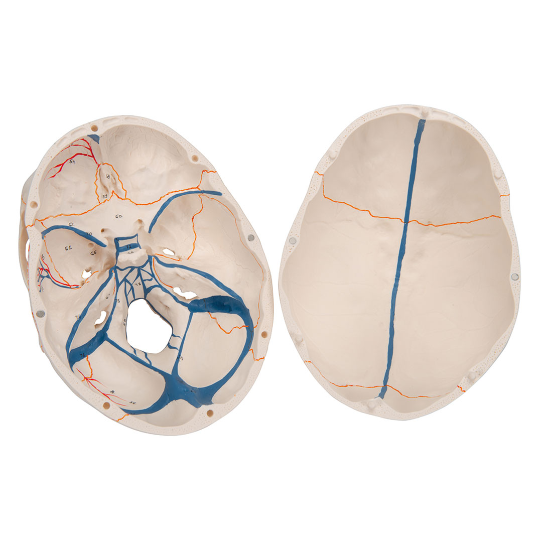 3B SCIENTIFIC Dentalschädel 3-tlg. (A22)
