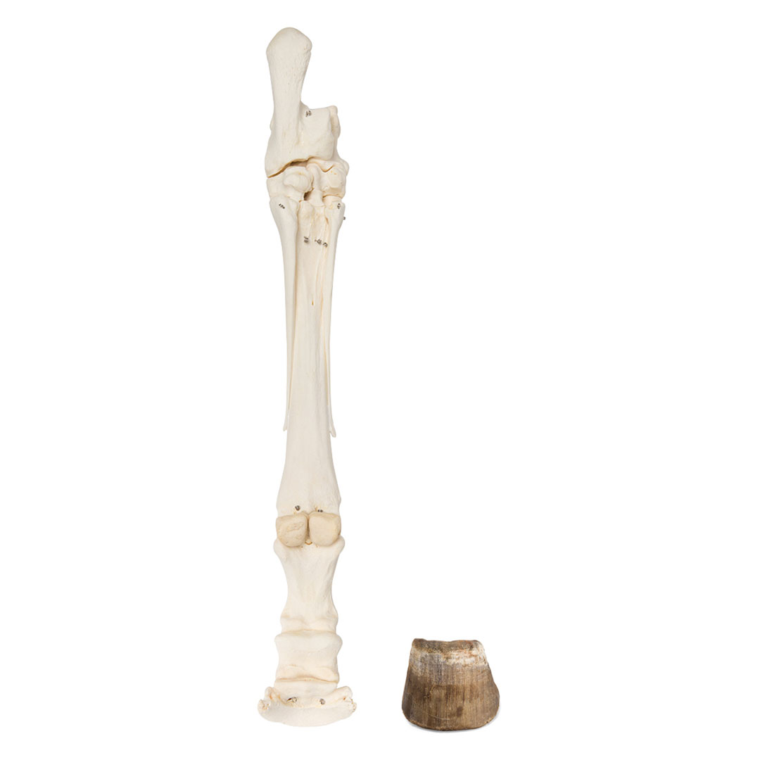 3B SCIENTIFIC Pferdefuss, Knochenpräparat (T30023)