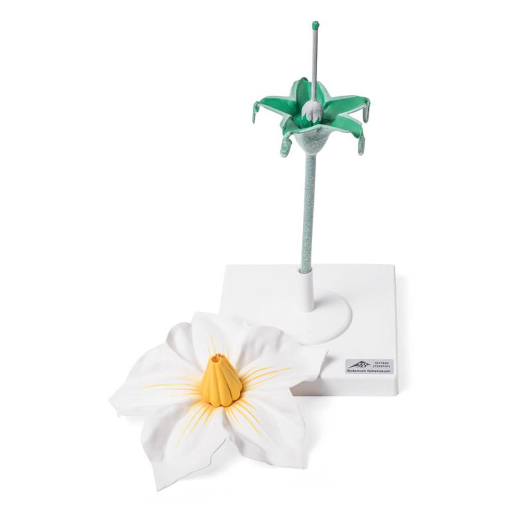 3B SCIENTIFIC Kartoffelblüte (T21014)