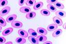 Mikropräparateserie: Histologie Blut, 10 Präparate
