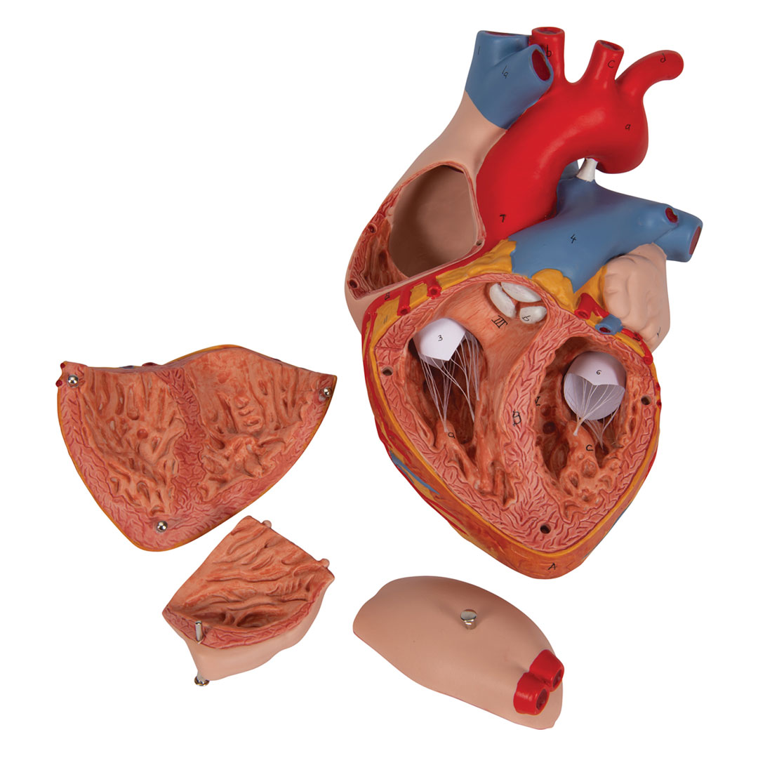 3B SCIENTIFIC Herz,  4-teilig, 2-fache Grösse (G12)
