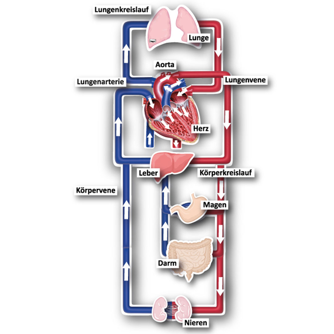 Blutkreislauf des Menschen, magnetisch, 34-teilig