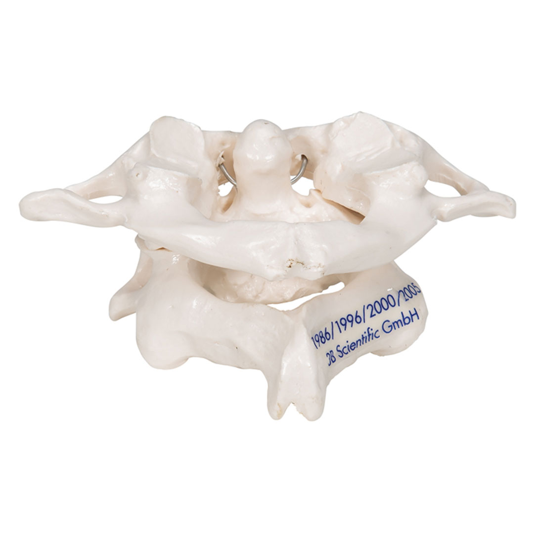 3B SCIENTIFIC Axisgelenk mit Atlas, ohne Sockel (A71)