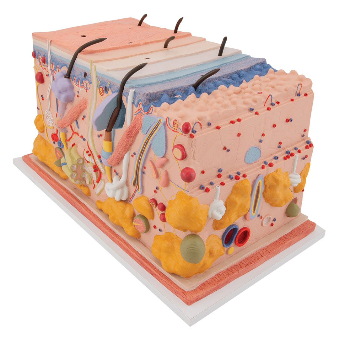 3B SCIENTIFIC Haut, Blockmodell, 70-fache Grösse (J13)