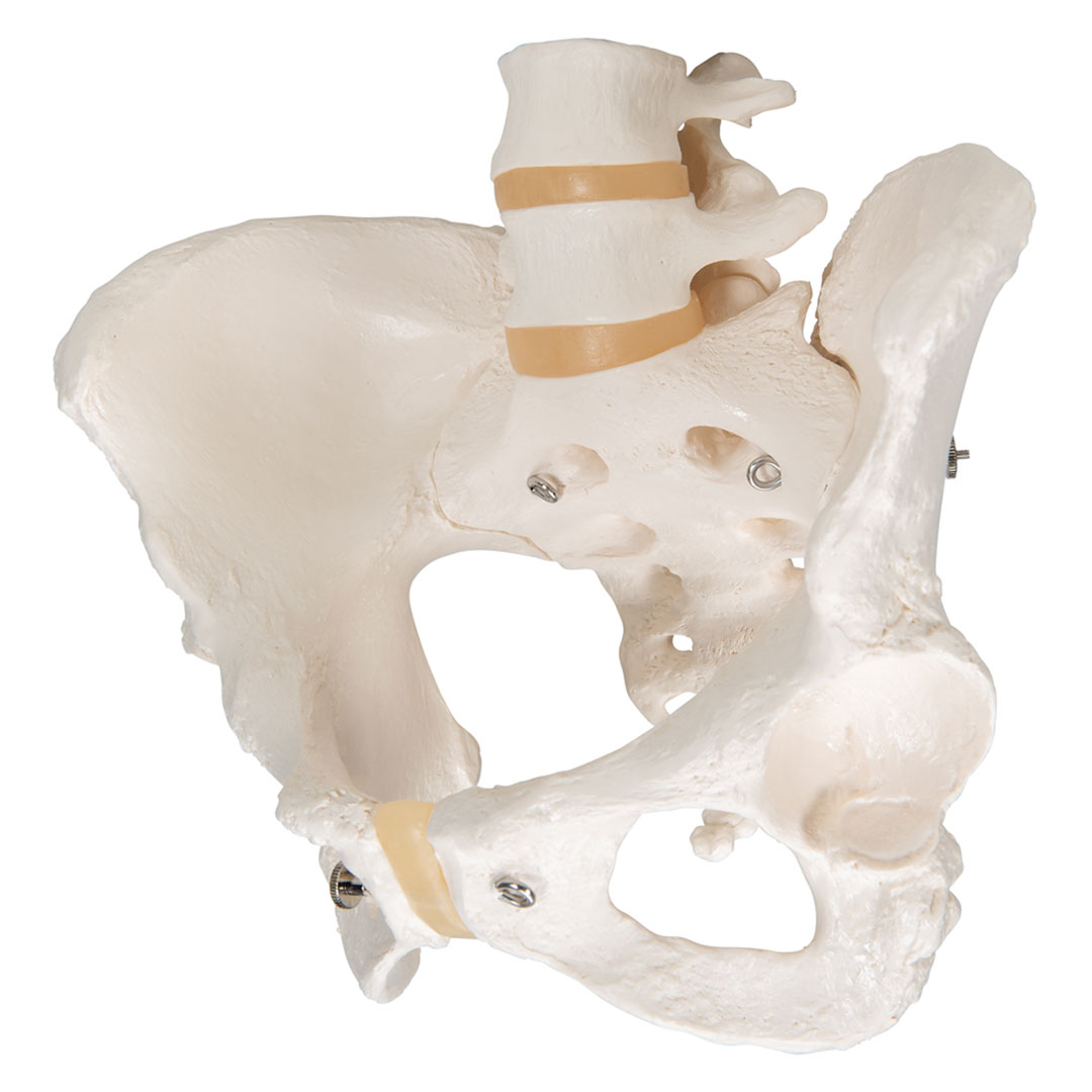 3B SCIENTIFIC Weibliches Becken, Skelett (A61)