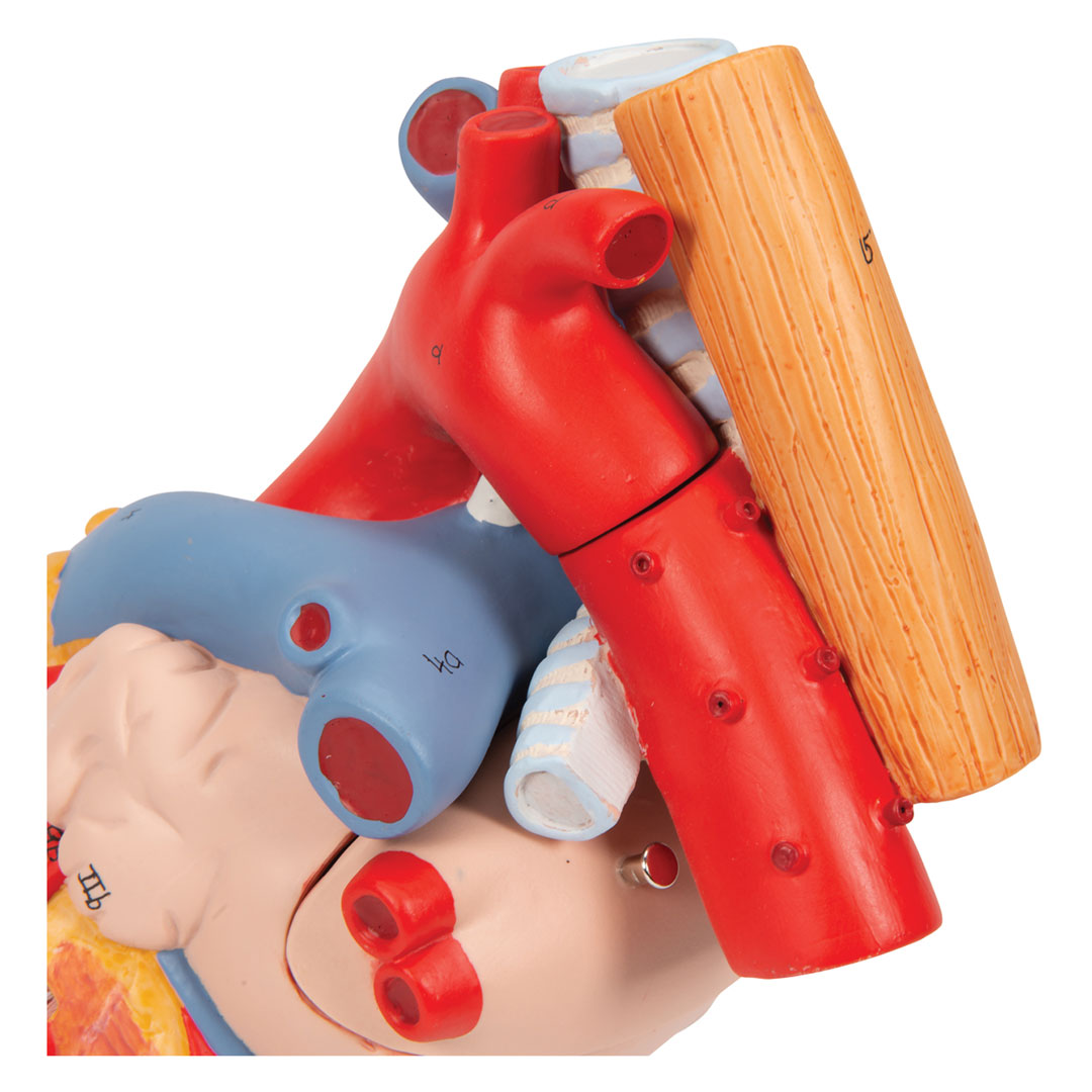 3B SCIENTIFIC Herz, 2-f.Grösse, 5-tlg. (G13)