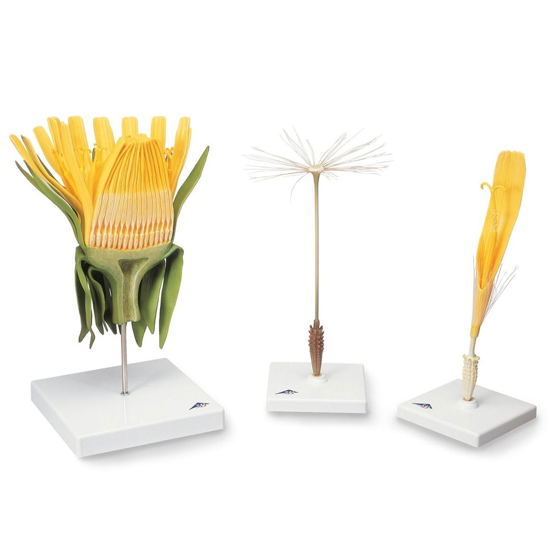 3B SCIENTIFIC Löwenzahnblüte (Taraxum officinale), Modell