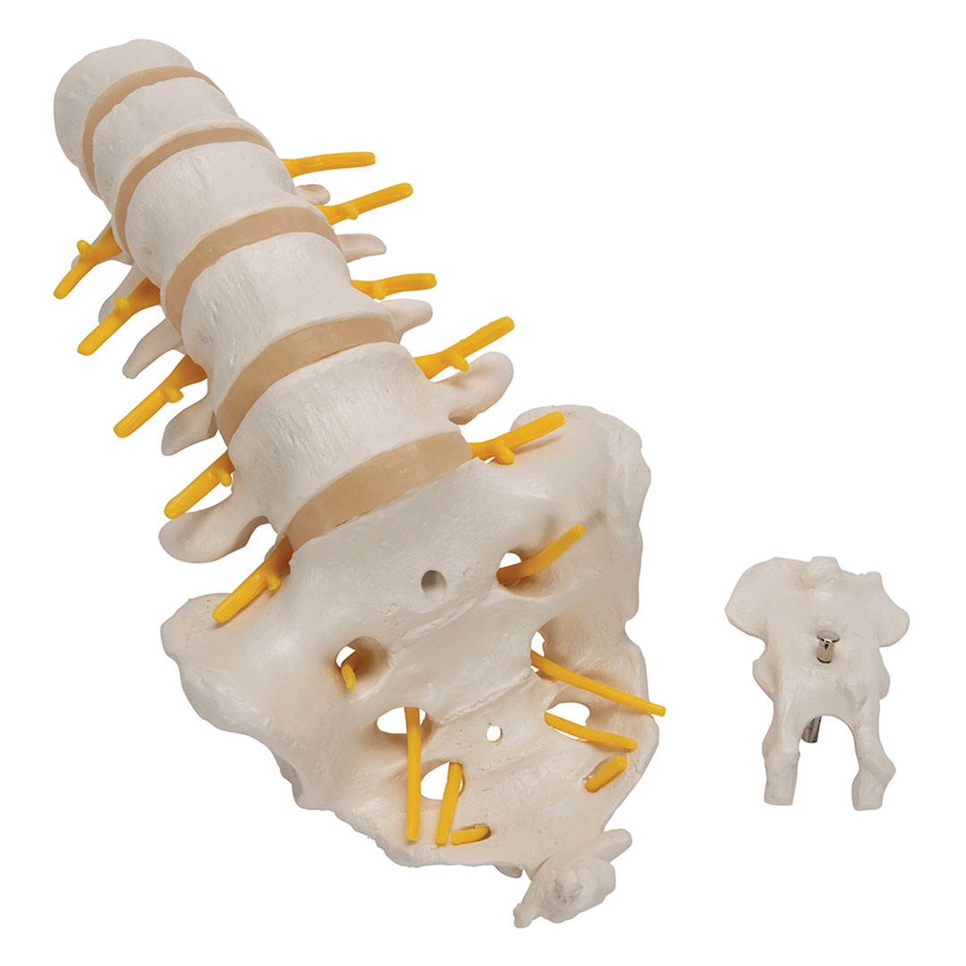 3B SCIENTIFIC Lendenwirbelsäule (A74)