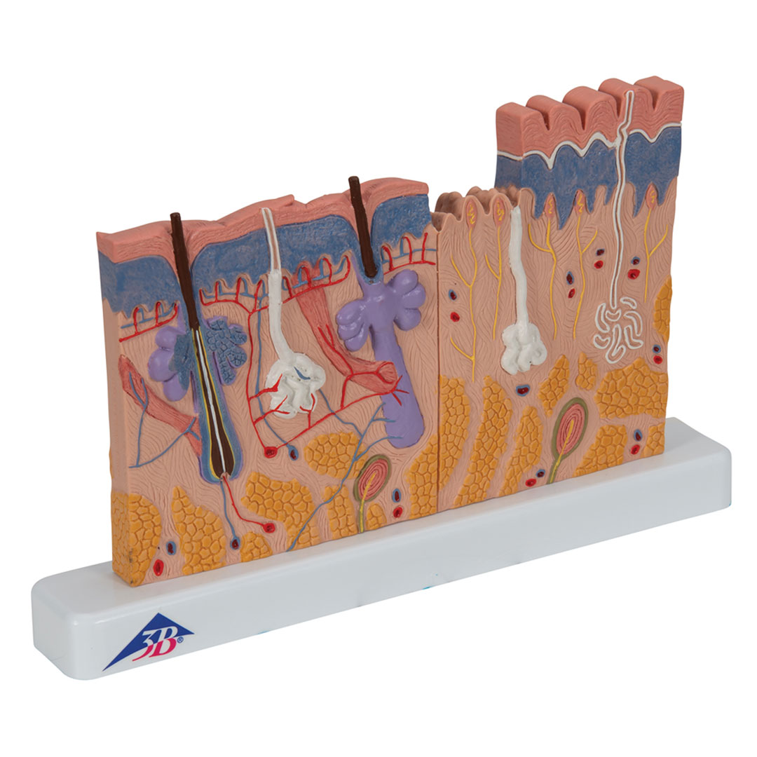 3B SCIENTIFIC Hautdurchschnitt, Tischmodell (J11)