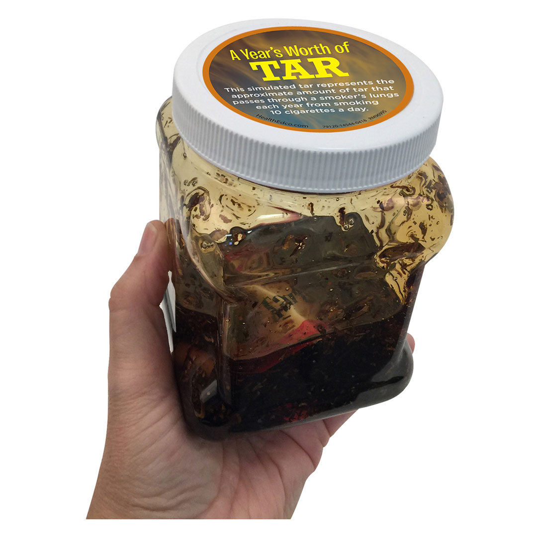 3B SCIENTIFIC Teeransammlung über ein Jahr (W43043)