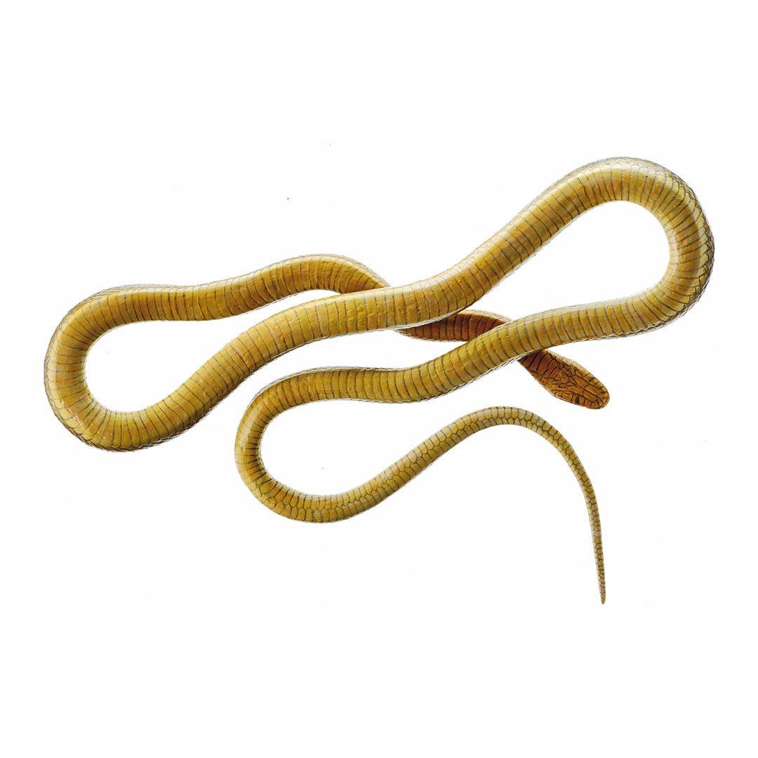 SOMSO® Aeskulapnatter, männlich