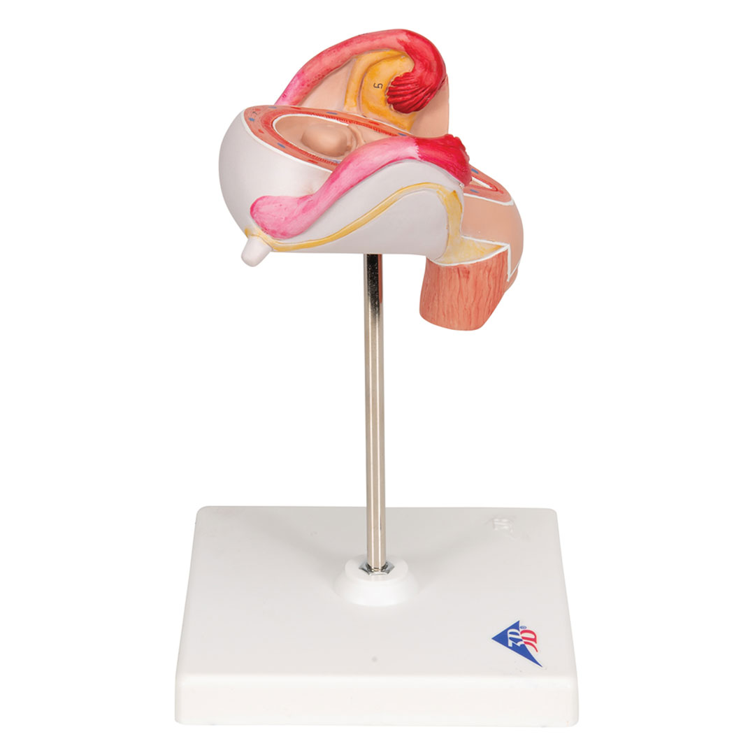 3B SCIENTIFIC Uterus mit Embryo, 2. Monat (L10/2)