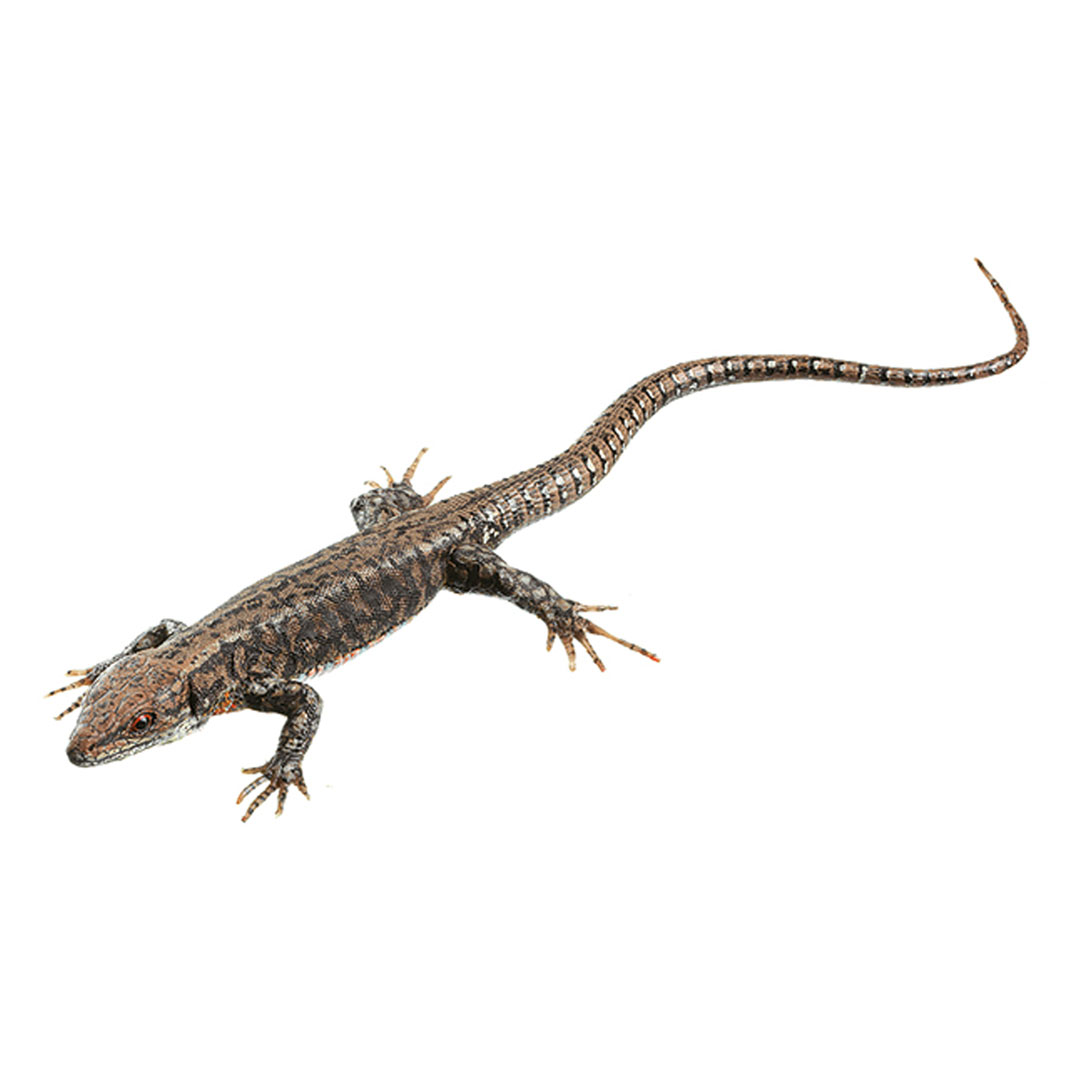 SOMSO® Mauereidechse, männlich