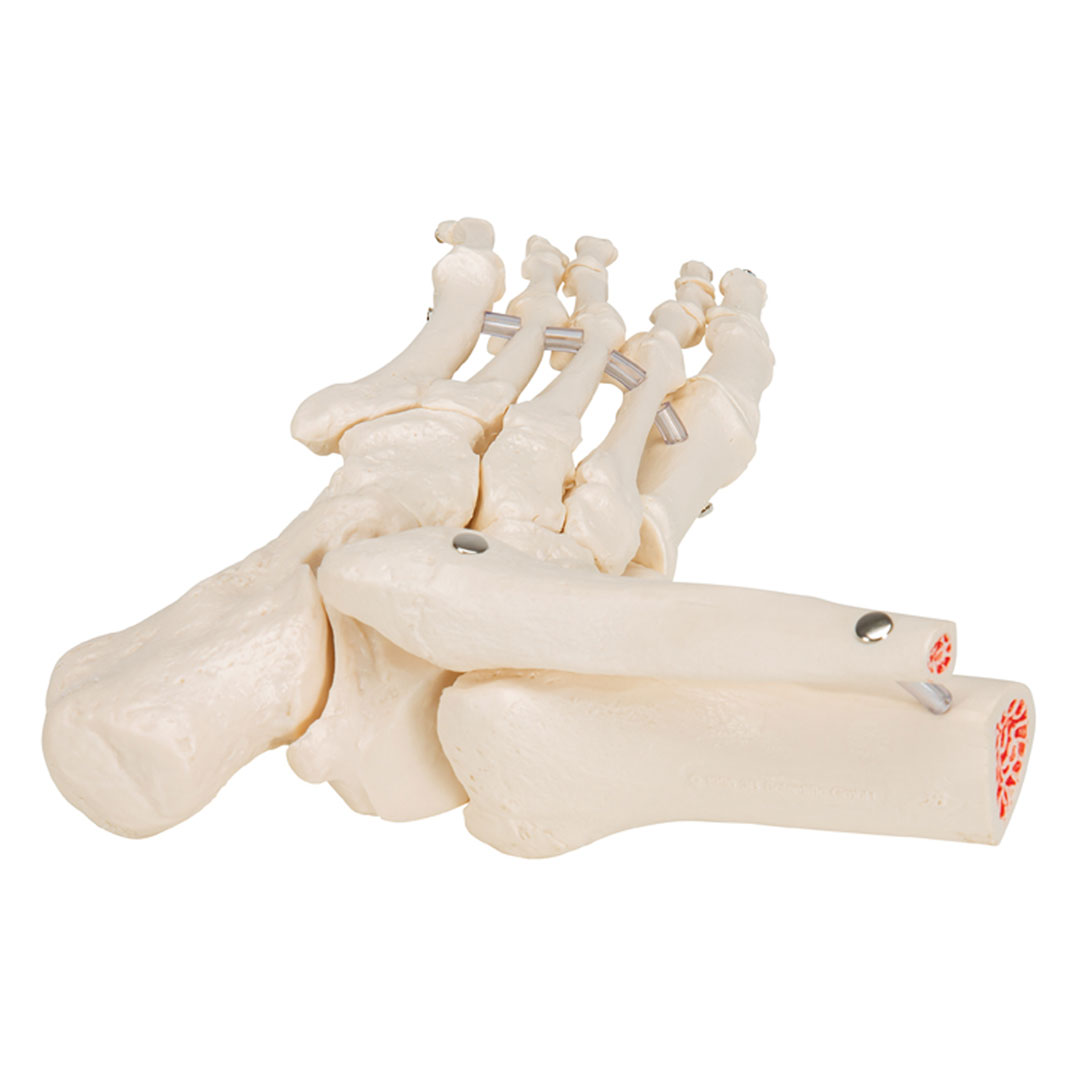 3B SCIENTIFIC Fussskelett m.Schienbein-+Wadenbeinst. (A31/1) Grösse 7x16x22cm