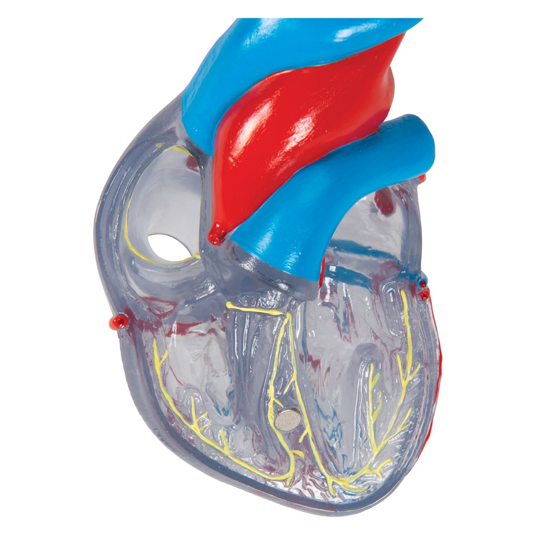 3B SCIENTIFIC Transparentes Herz, 2-teilig (G08/3)
