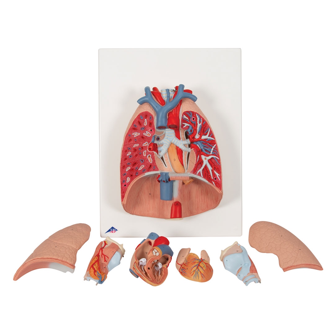 3B SCIENTIFIC Lunge, 7-tlg. (G15)