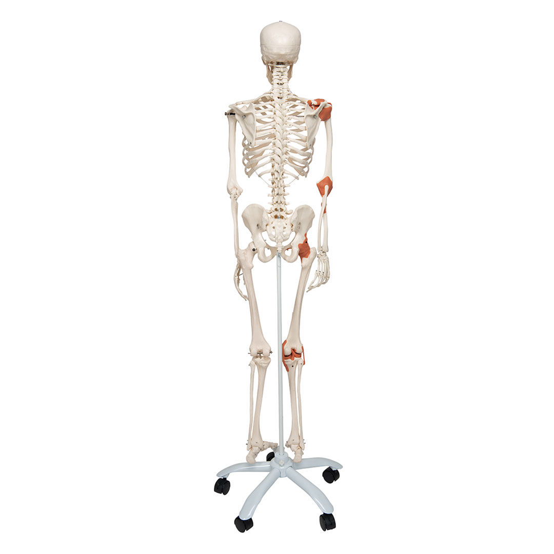3B SCIENTIFIC Skelett Leo mit Gelenkbändern (A12)