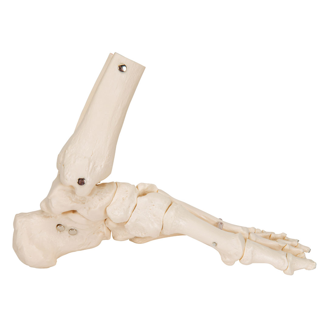 3B SCIENTIFIC Fussskelett m.Schienbein-+Wadenbeinst. (A31/1) Grösse 7x16x22cm