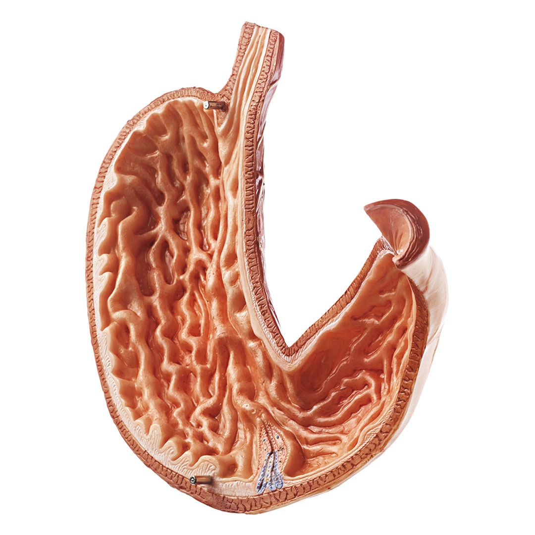 SOMSO® Modell, Magen