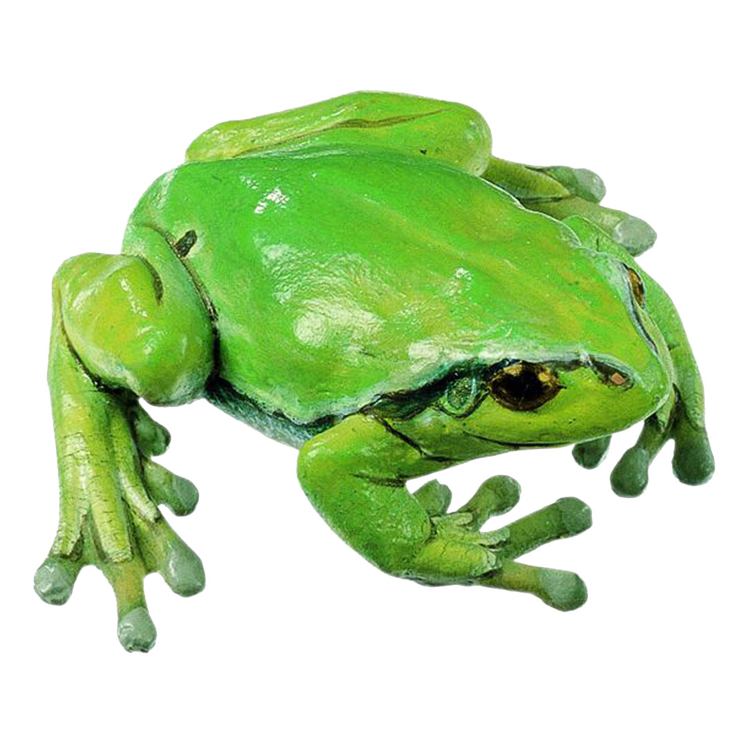 SOMSO® Laubfrosch, weiblich Normalstellung
