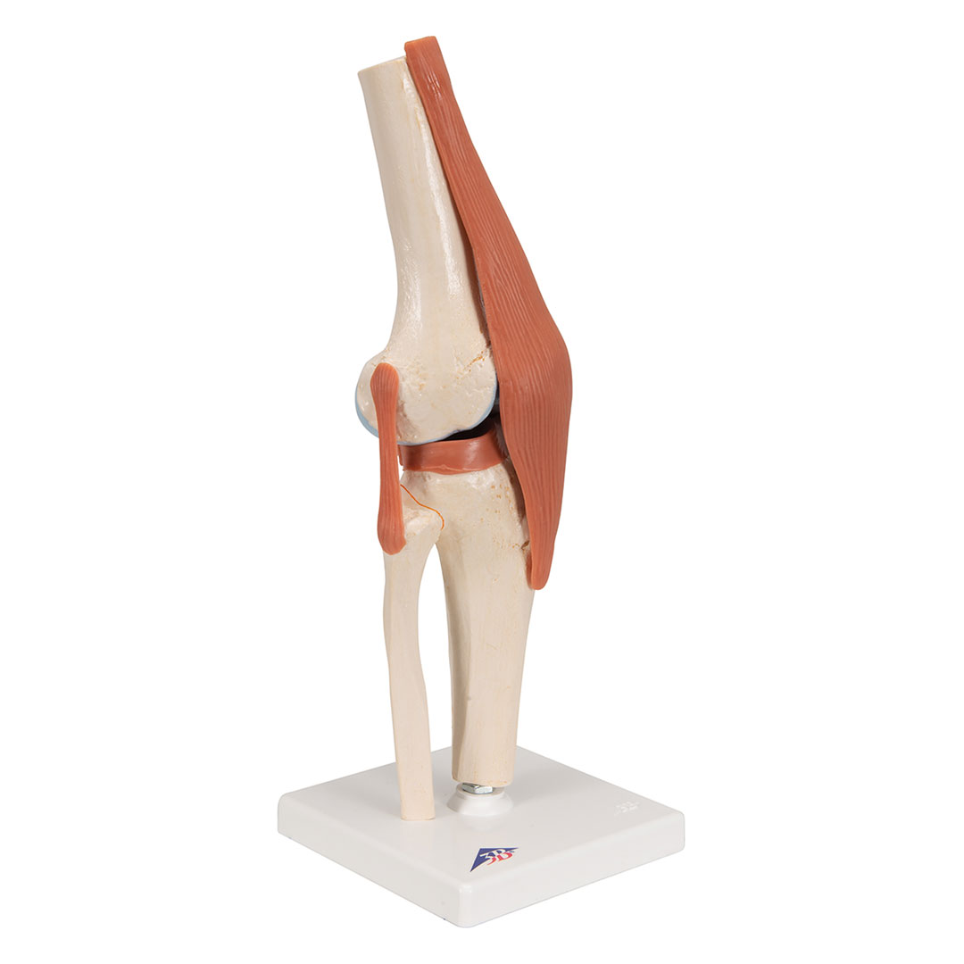 3B SCIENTIFIC Luxus-Kniegelenk-Funktionsmodell (A82/1)
