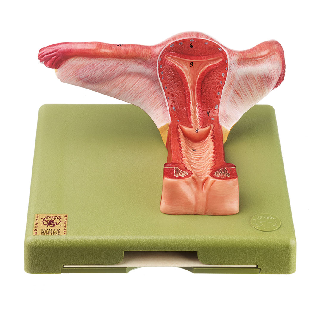 SOMSO® Weibliche Geschlechtsorgane
