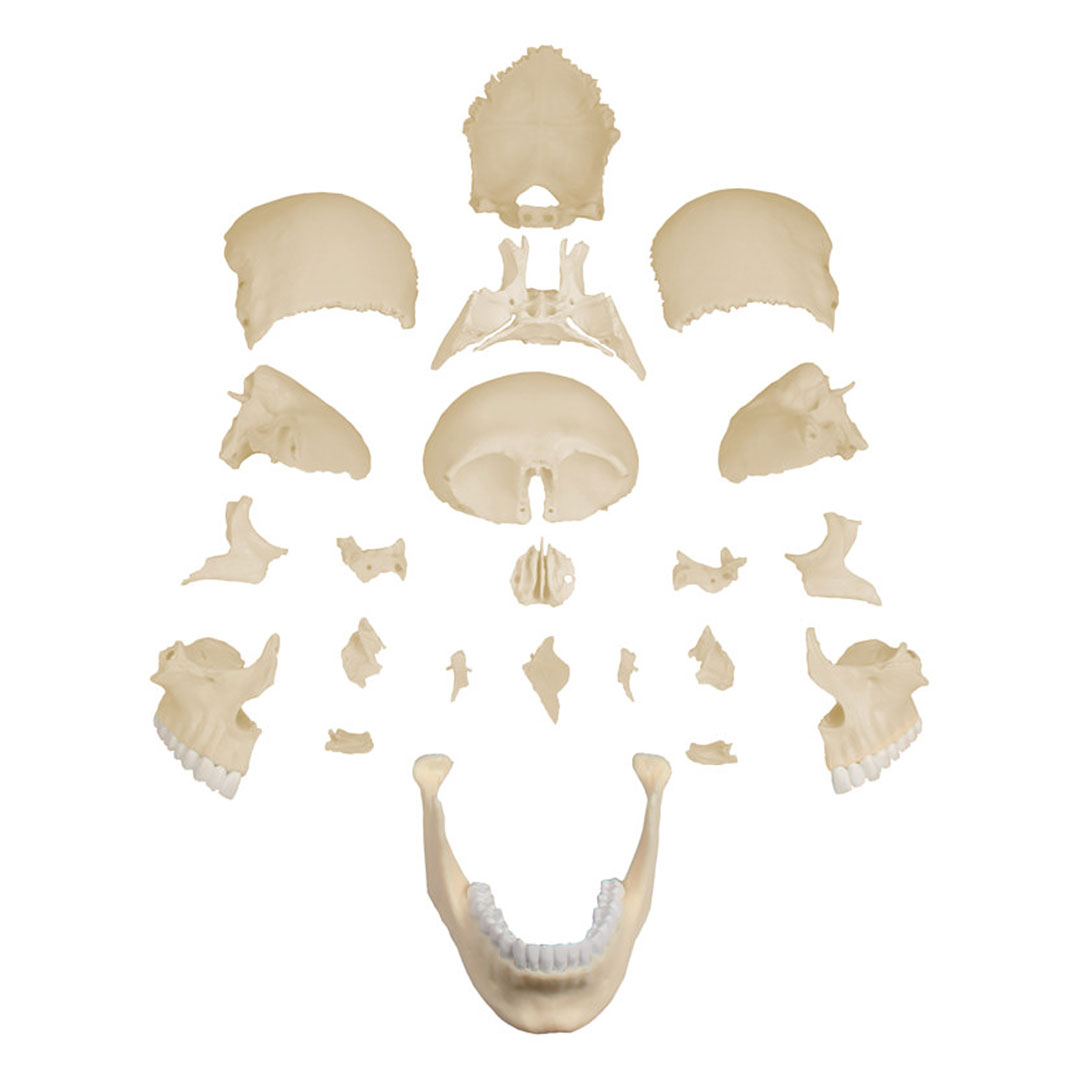 ERLER ZIMMER Osteopathie-Schädelmodell, 22-teilig, anatomische Ausführung - EZ Augmented Anatomy