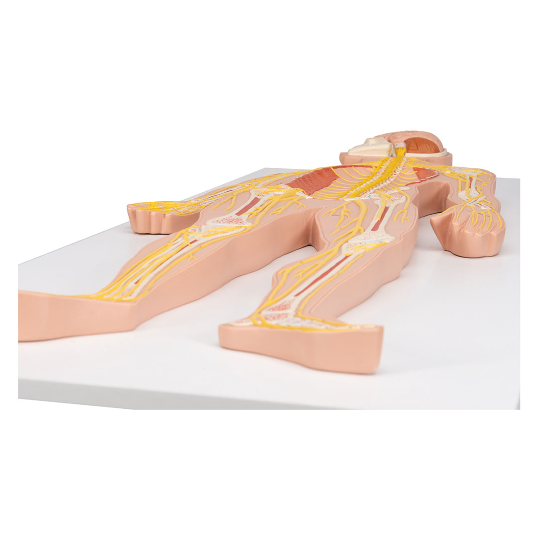 3B SCIENTIFIC Nervensystem, Relieftafel