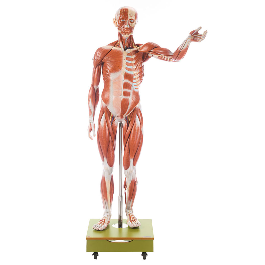 SOMSO® Männliche Muskelfigur,36-teilig 3/4 natürliche Grösse*