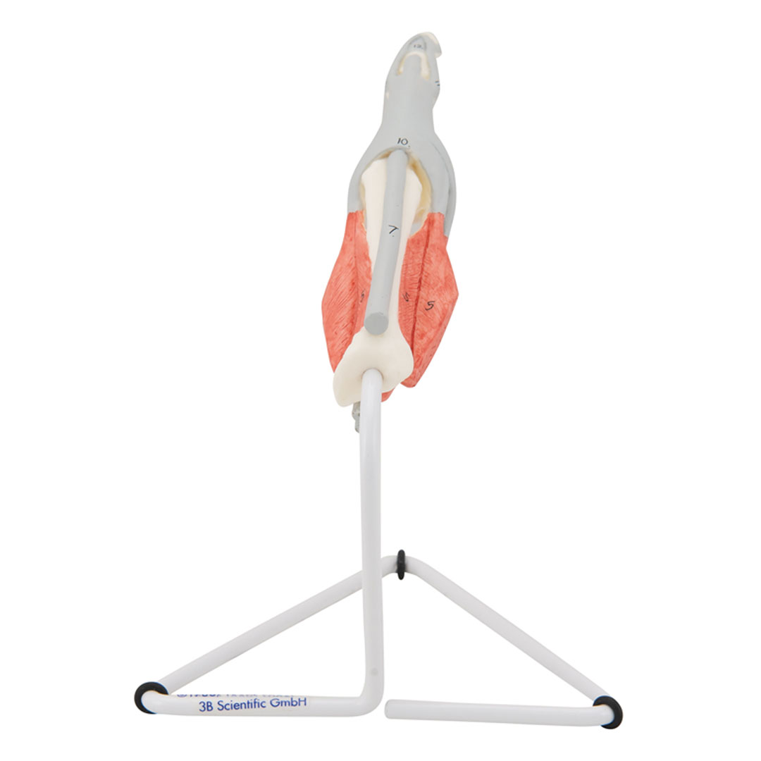 3B SCIENTIFIC Finger-Struktur-Modell, auf Stativ (M19)