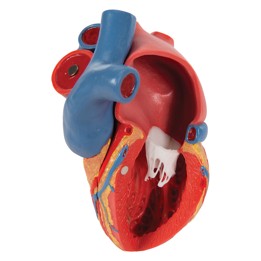 3B SCIENTIFIC Herzmodell in Lebensgröße , 5-teilig mit magnetischen Verbindungen