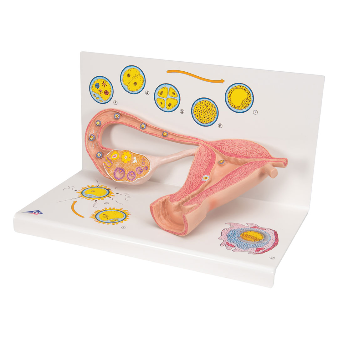 3B SCIENTIFIC Stadien Befruchtung+Keimesentwicklung (L01)