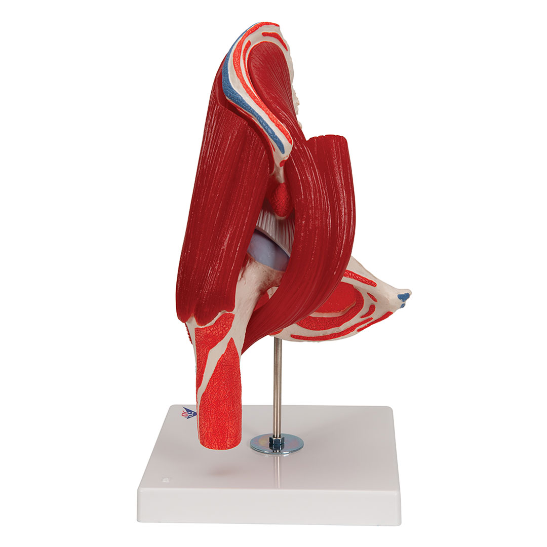 3B SCIENTIFIC Hüftgelenk, 7-teilig, Grösse 18x32x18cm (A881)