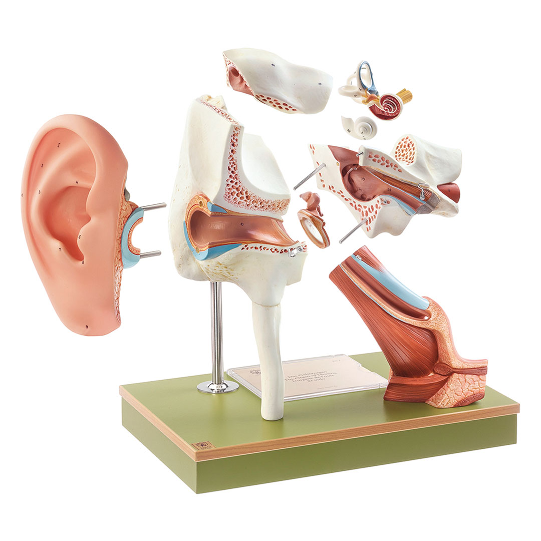 SOMSO® Gehörorgan mit Ohrmuschel, 4-fach