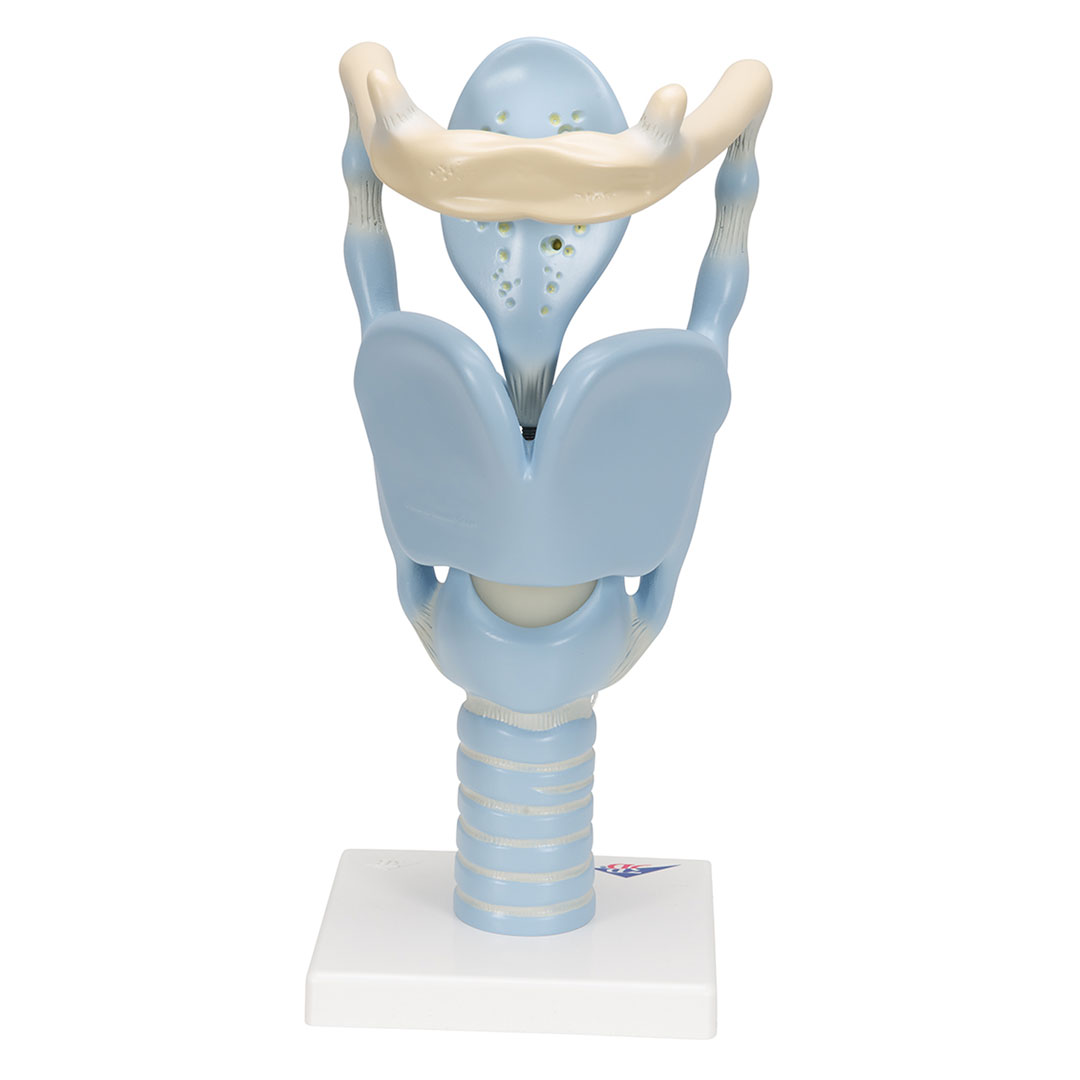 3B SCIENTIFIC Kehlkopf, Funktionsmodell, 3 fache Gr. (VC219)