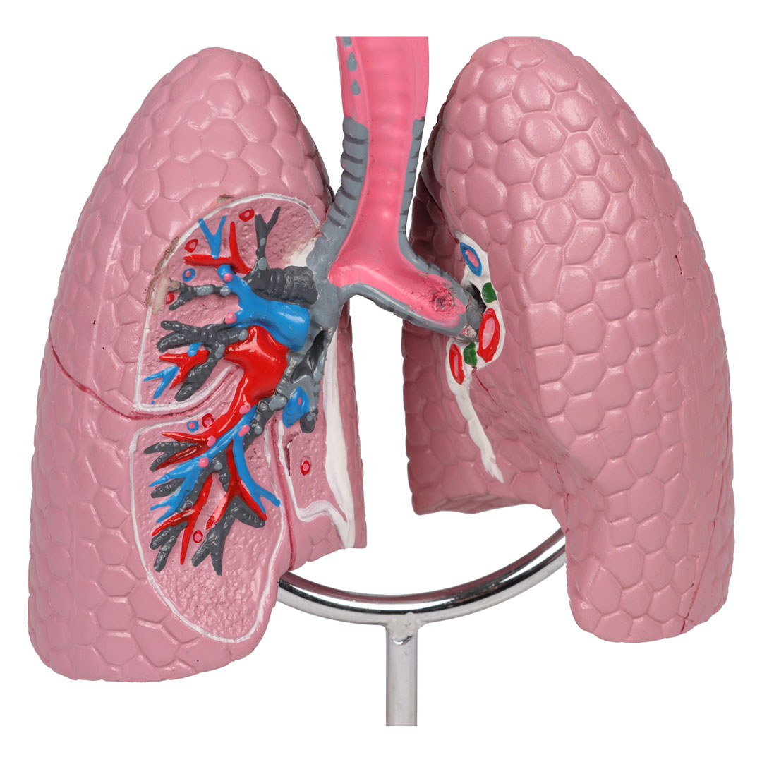 ERLER ZIMMER Atemwegsmodell - EZ Augmented Anatomy