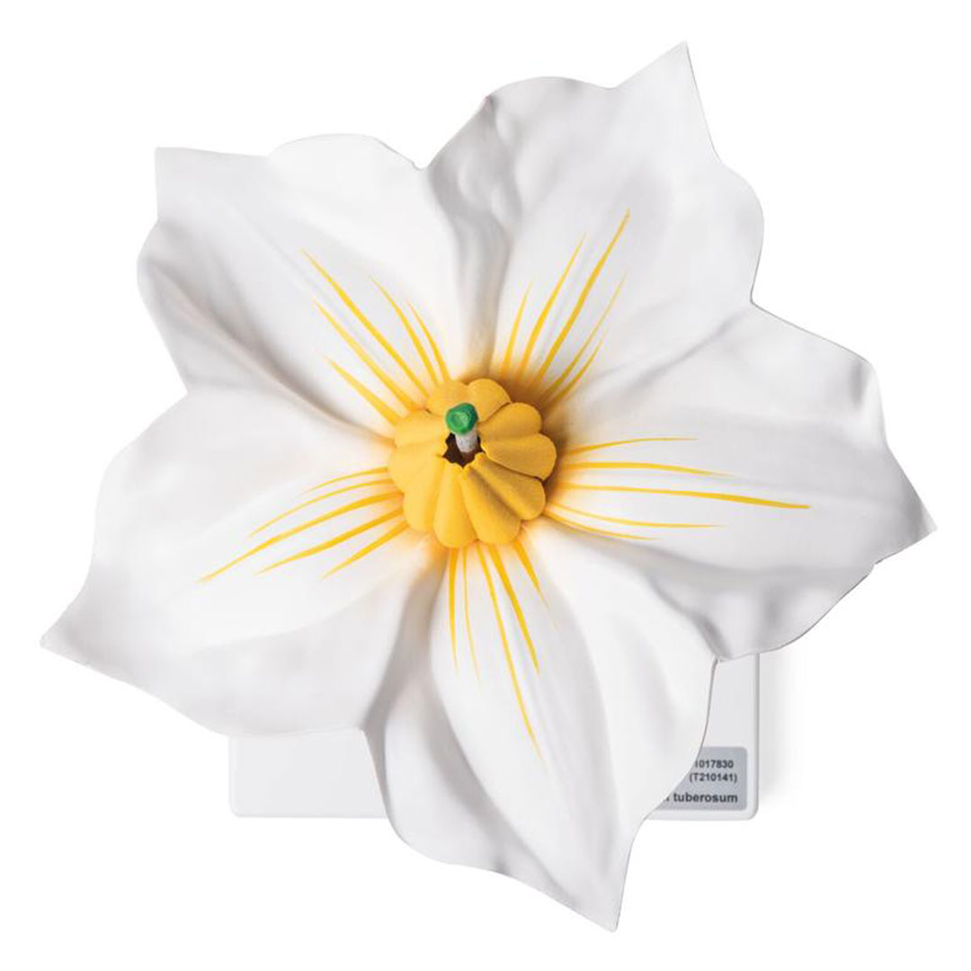 3B SCIENTIFIC Kartoffelblüte (T21014)