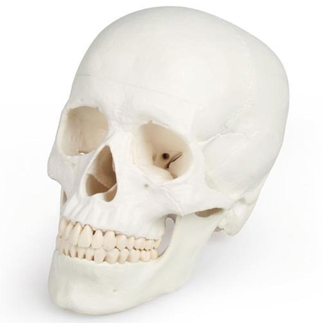 ERLER ZIMMER Schädelmodell, 3-teilig - EZ Augmented Anatomy