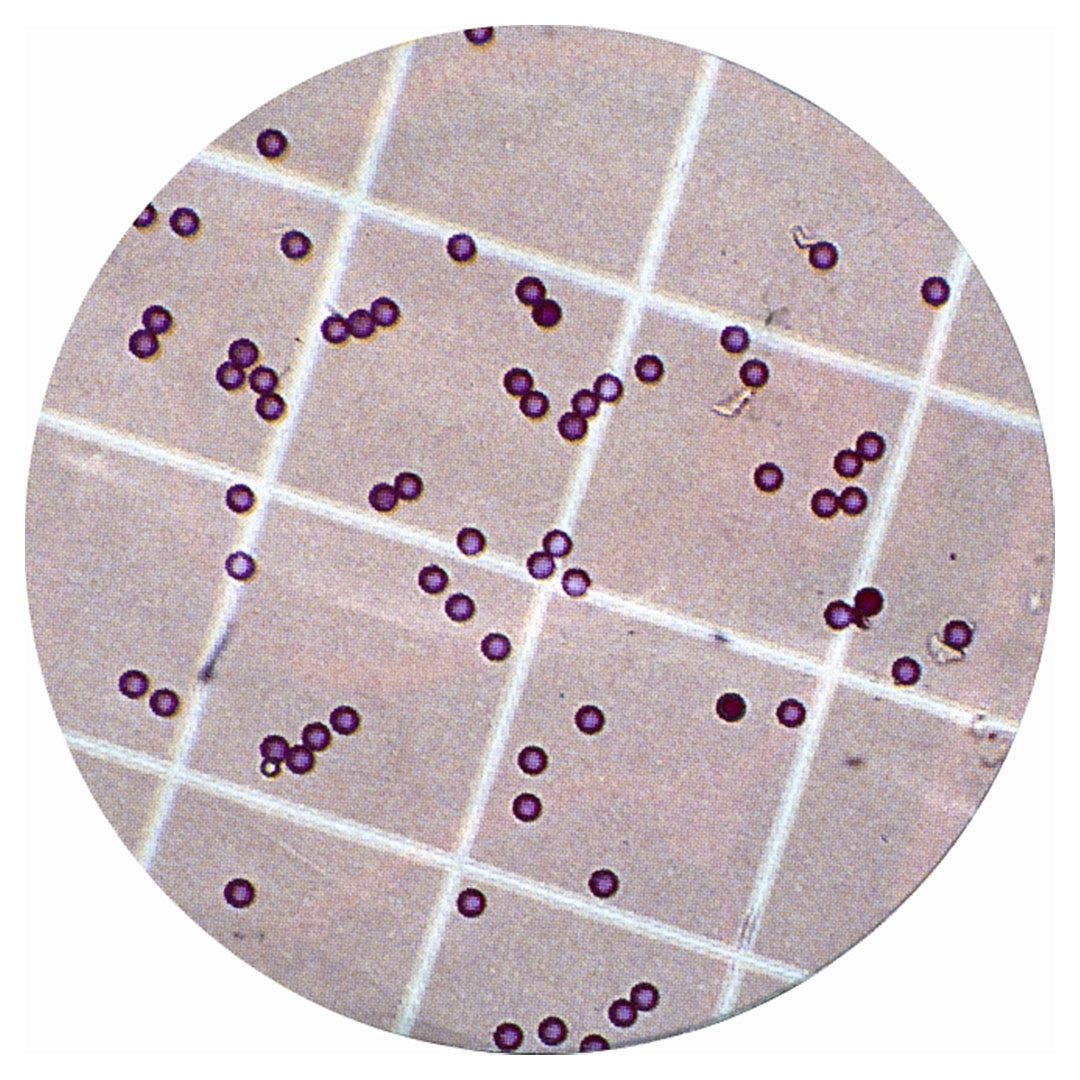 Künstliches Blut mit Rhesus Kit de Luxe     