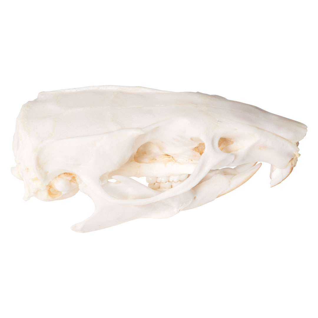 3B SCIENTIFIC Rattenschädel, Skelett