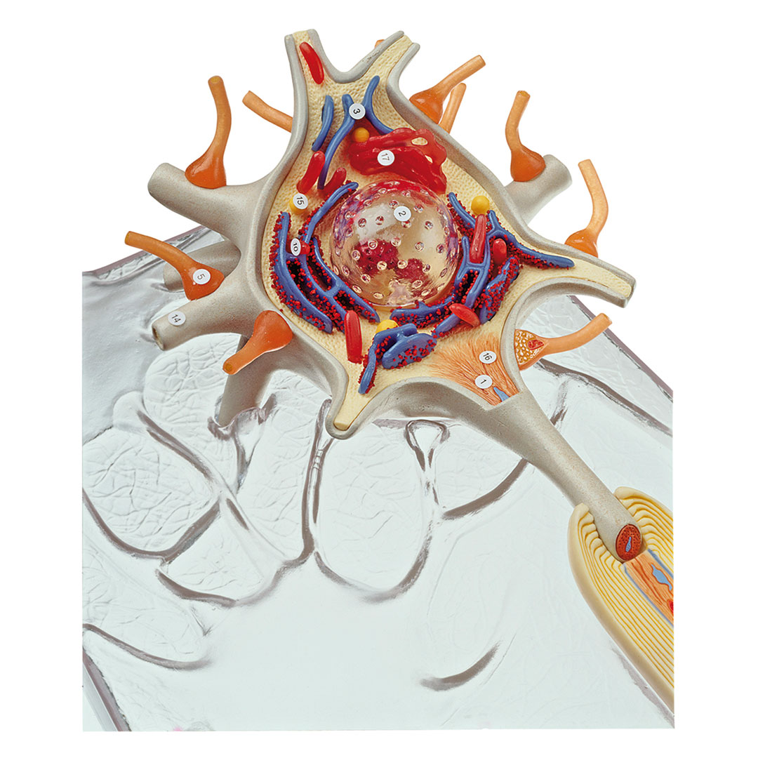 SOMSO® Neuron