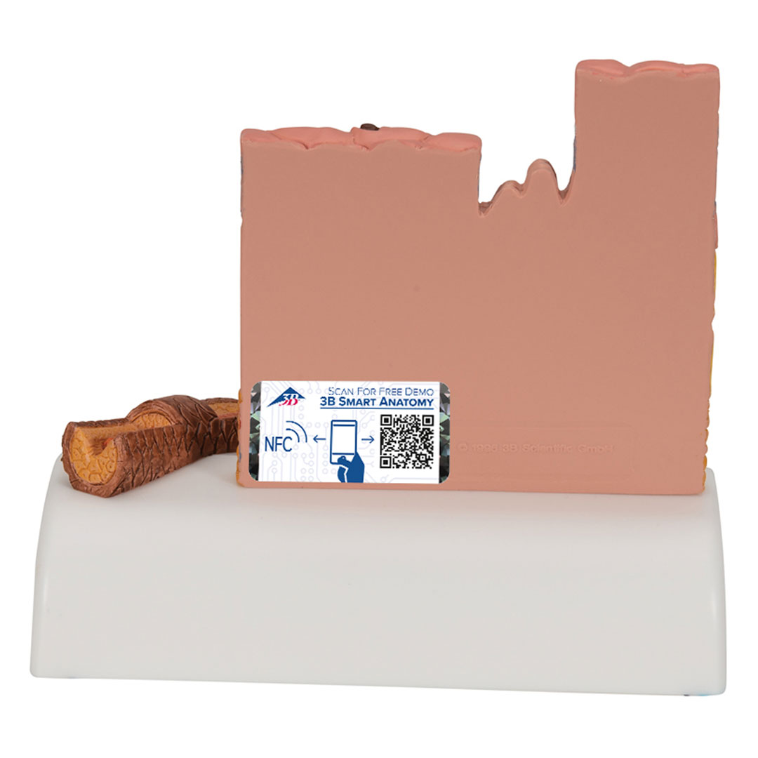 3B SCIENTIFIC Hautschnitt, Tischmodell, 10x12,5x14cm (J14)