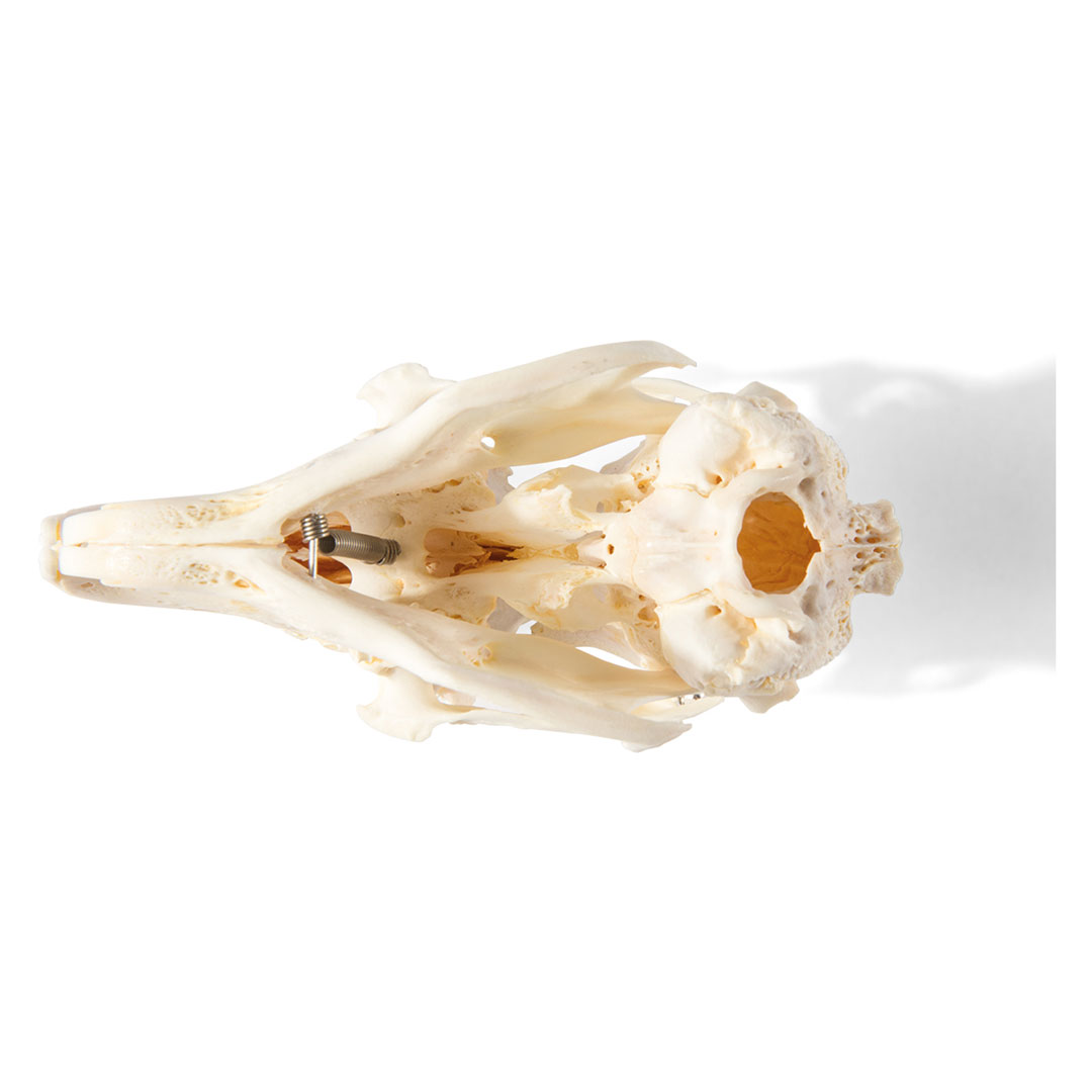 3B SCIENTIFIC Kaninchenschädel, Skelett