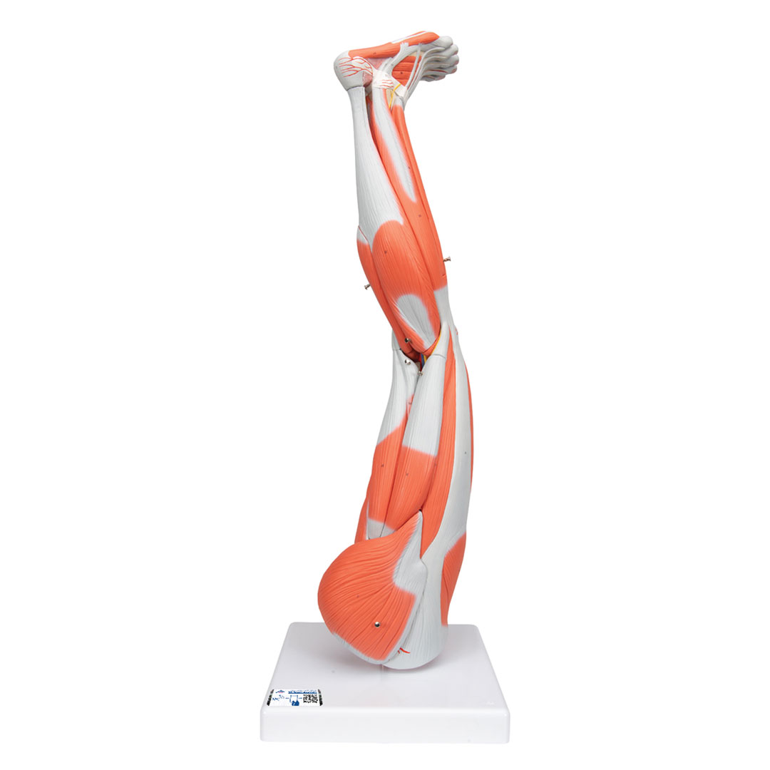 3B SCIENTIFIC Muskelbein 9-teilig (M20)