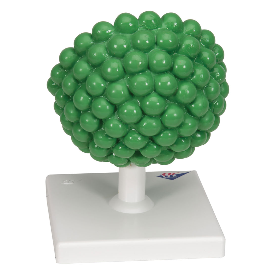 3B SCIENTIFIC Aids-Virus, vergr. 1 000 000x (L40)